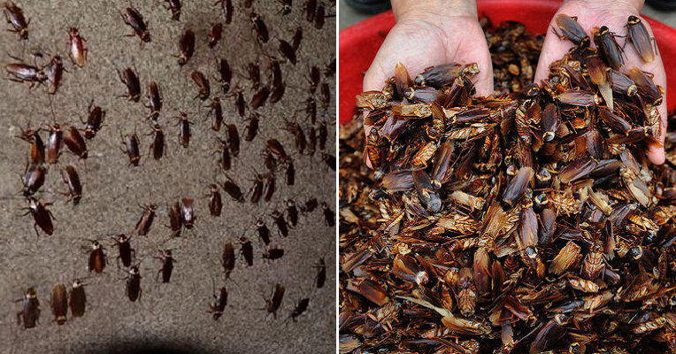 This Farm Proves Cockroaches Are Environmental-Friendly With 300 Million Of Them - World Of Buzz 6