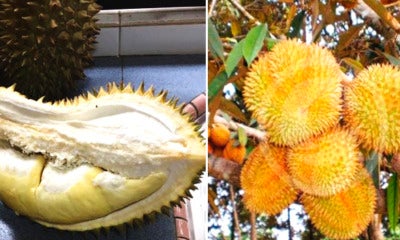 This Hybrid Durian Tastes As Good As Musang King, And Can Be Harvested Twice A Year - World Of Buzz