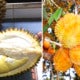 This Hybrid Durian Tastes As Good As Musang King, And Can Be Harvested Twice A Year - World Of Buzz