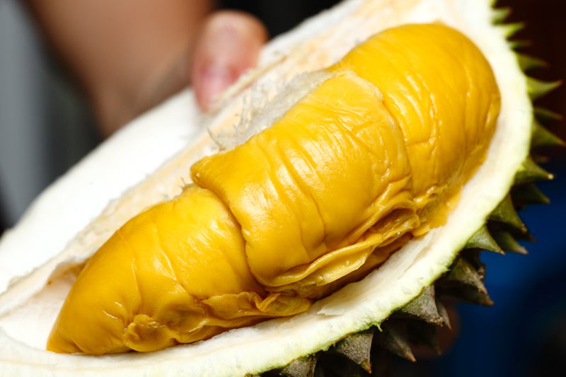 Durian Musang King Royal ASFA50