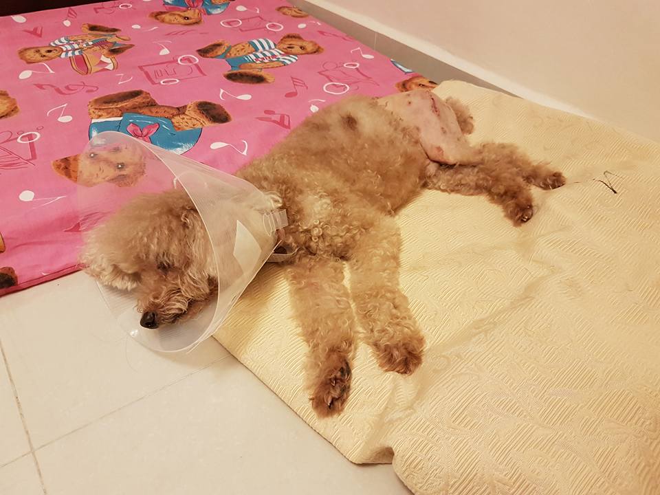 Distraught Pet Owner Shares Horrifying Experience of Dog Suffering Dislocated Leg in Pet Centre - WORLD OF BUZZ 3