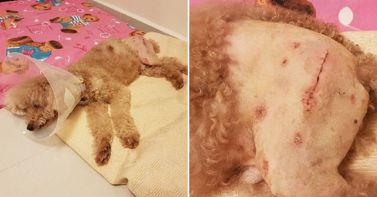 Distraught Pet Owner Shares Horrifying Experience of Dog Suffering Dislocated Leg in Pet Centre - WORLD OF BUZZ 4