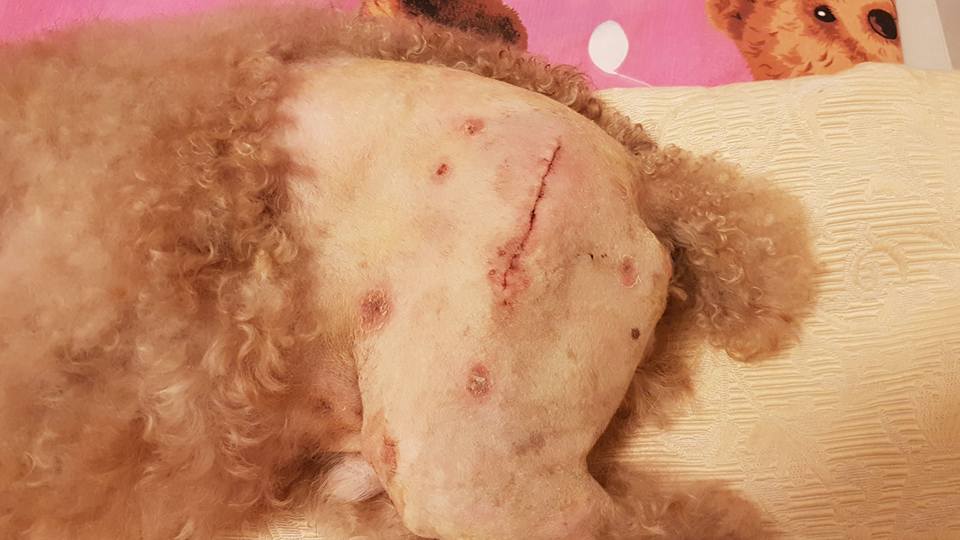Distraught Pet Owner Shares Horrifying Experience of Dog Suffering Dislocated Leg in Pet Centre - WORLD OF BUZZ