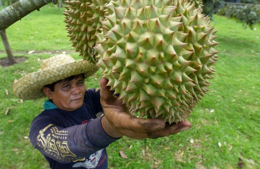 durian farm afp