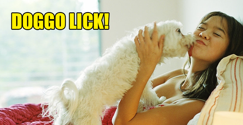 Here'S Why You Should Not Let Your Dog Lick Your Face - World Of Buzz 1