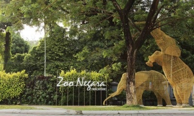If Your Birthday Falls In December, You Can Visit Zoo Negara For Free! - World Of Buzz 7