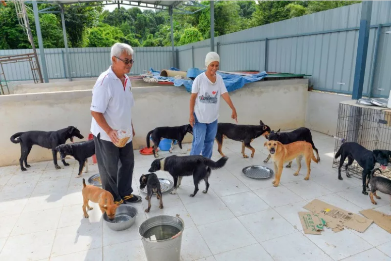 Kind M'sian Persists In Saving Stray Dogs Although There Are Religious Taboos - World Of Buzz