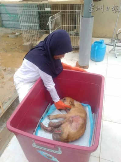 Kind M'sian Saves And Cares For Stray Dogs Although There Are Religious Taboos - World Of Buzz 2