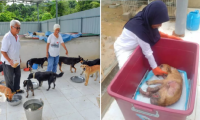 Kind M'Sian Saves And Cares For Stray Dogs Although There Are Religious Taboos - World Of Buzz 4