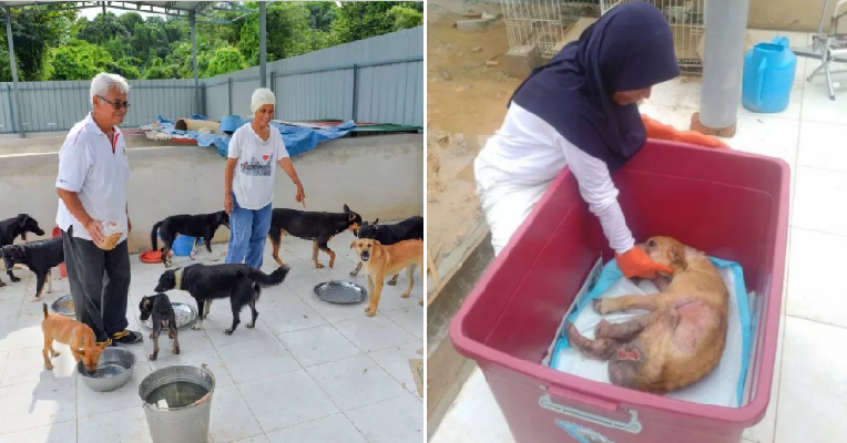 Kind M'sian Saves And Cares For Stray Dogs Although There Are Religious Taboos - World Of Buzz 4