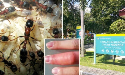 Parks And Bus Stops In Penang Are Infested With 'Fire Ants', Locals And Tourists Warned - World Of Buzz