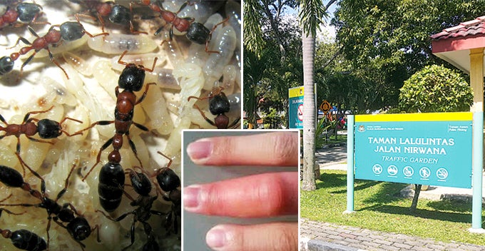 Parks And Bus Stops In Penang Are Infested With 'Fire Ants', Locals And Tourists Warned - World Of Buzz