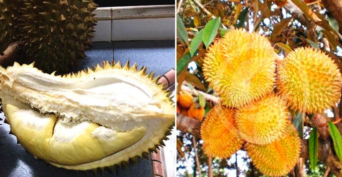 this hybrid durian tastes as good as musang king and can be harvested twice a year world of buzz
