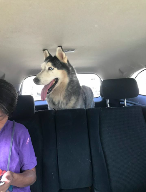 This Netizen Finds Stray Husky, Turns Out Owners Spent 4 Years Looking For It - WORLD OF BUZZ 1