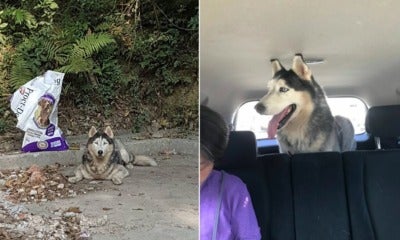 This Netizen Finds Stray Husky, Turns Out Owners Spent 4 Years Looking For It - World Of Buzz 3