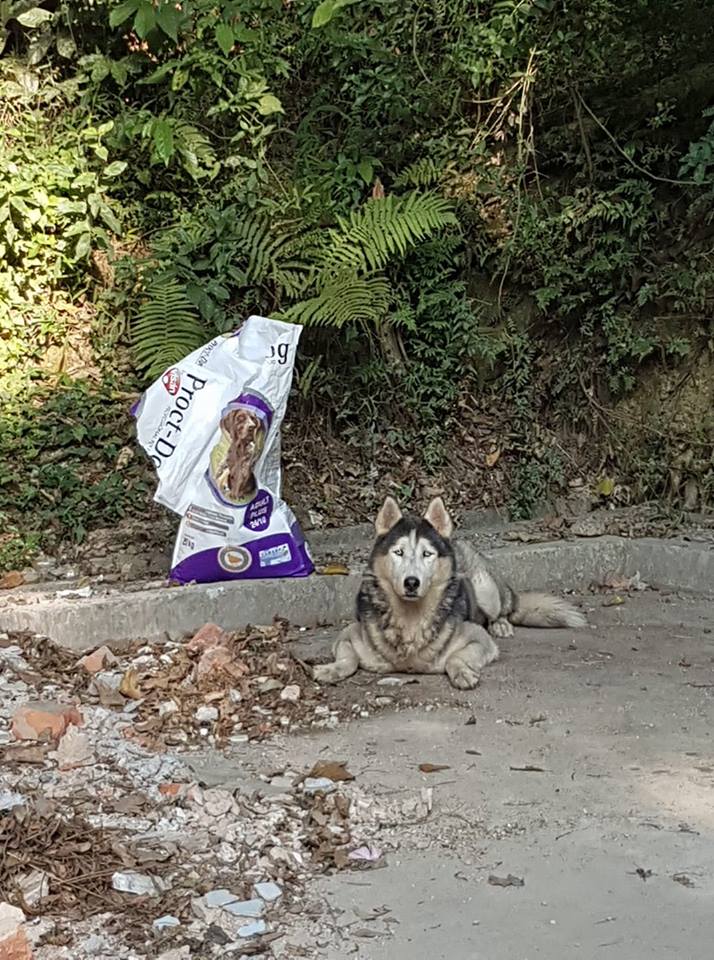 This Netizen Finds Stray Husky, Turns Out Owners Spent 4 Years Looking For It - WORLD OF BUZZ