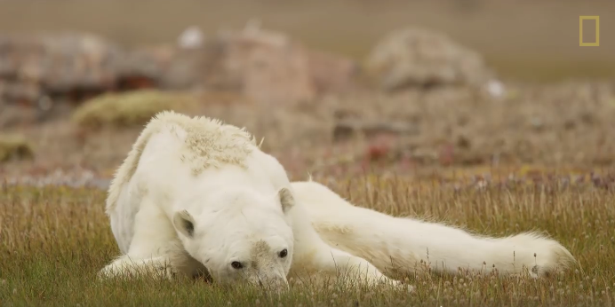 Viral Video Shows Heartbreaking Sight of Emaciated Polar Bear Slowly Dying of Starvation - WORLD OF BUZZ 1