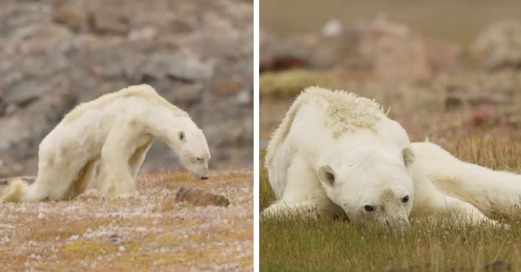 Viral Video Shows Heartbreaking Sight of Emaciated Polar Bear Slowly Dying of Starvation - WORLD OF BUZZ 2