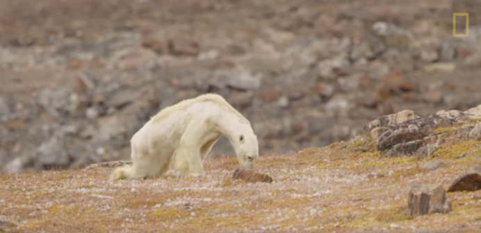 Viral Video Shows Heartbreaking Sight of Emaciated Polar Bear Slowly Dying of Starvation - WORLD OF BUZZ