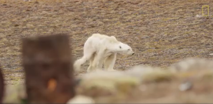 Viral Video Shows Heartbreaking Sight of Starving Polar Bear Hours Away from Death - WORLD OF BUZZ