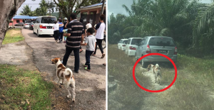 faithful dog chases behind funeral possessions for 3km to follow its deceased owner world of buzz 2