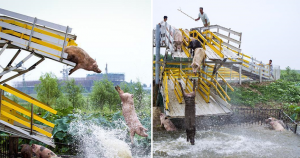 Farmer Makes Pigs Dive Off Platform Daily To Keep Them Healthy World Of Buzz 3