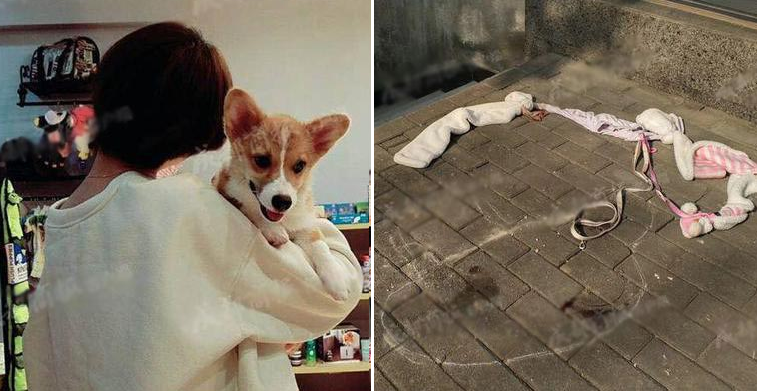 Girl Refuses Woman's Apology Who Allegedly Caused The Death Of Her Corgi - WORLD OF BUZZ 2