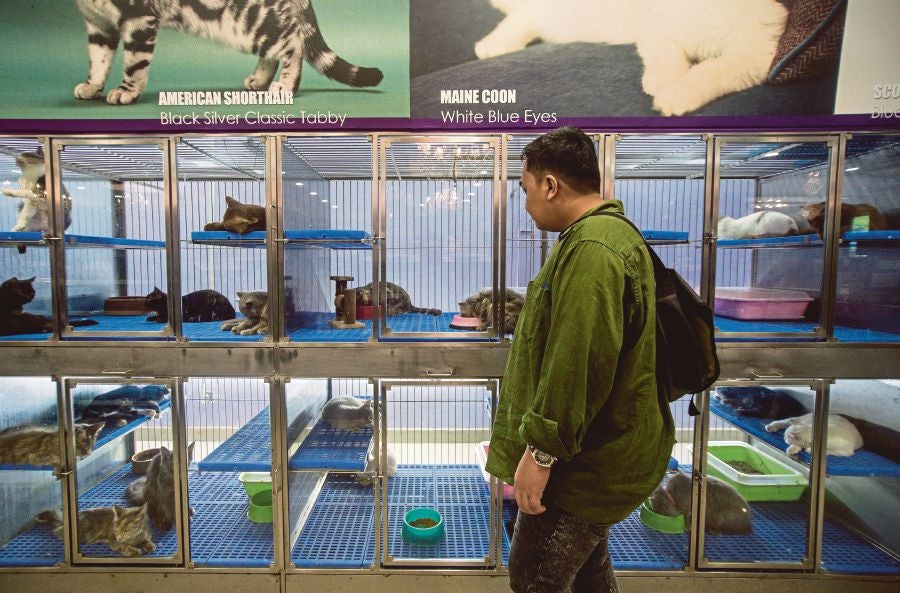 Well-Known M'sian Pet Shop Accused of Neglecting Cats ...