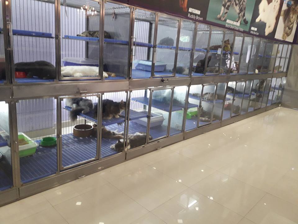 Malaysian Pet Shop Accused Of Neglecting Their Animals, Raided By Veterinary Officers - World Of Buzz 2