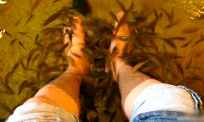 Man With Stinky Legs Goes For Fish Pedicure, Ends Up Killing All The Fish - World Of Buzz