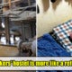 M'Sian Man Signs Up For Indoor Factory Work In Korea, Ends Up In Slaughterhouse And Sand Factory - World Of Buzz
