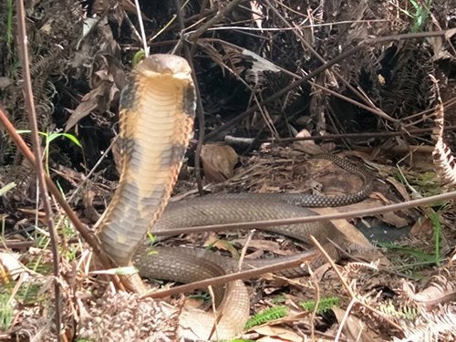 M'sian Warns Other Hikers After Discovering Over 10-Foot Long Snake On Hiking Trail - World Of Buzz