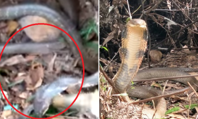 M'Sian Warns Other Hikers After Finding Over 10-Foot Long Poisonous King Cobra On Trail - World Of Buzz 1