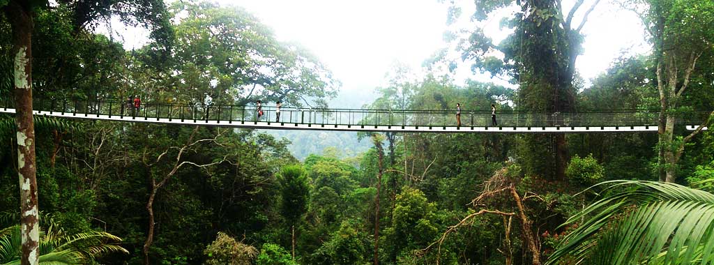 New Ribbon Bridge Located 700m Above Sea Level Opens in The Habitat, Penang Hill - WORLD OF BUZZ 7