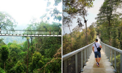 New Ribbon Bridge Located 700M Above Sea Level Opens In The Habitat, Penang Hill - World Of Buzz 8
