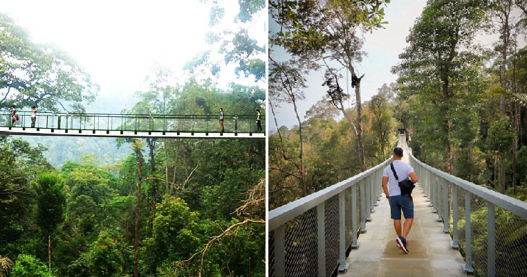 New Ribbon Bridge Located 700m Above Sea Level Opens in The Habitat, Penang Hill - WORLD OF BUZZ 8