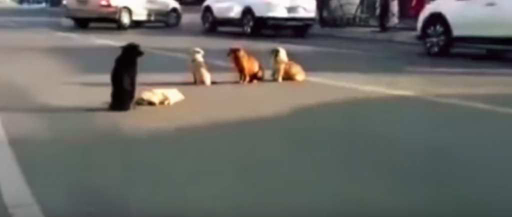 This Four Stray Dogs Guard Fallen Pack Member In Busy Road - WORLD OF BUZZ 1