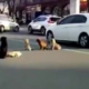 This Four Stray Dogs Guard Fallen Pack Member In Busy Road - World Of Buzz