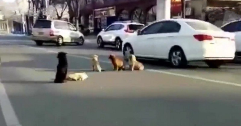 This Four Stray Dogs Guard Fallen Pack Member In Busy Road - WORLD OF BUZZ