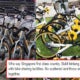 This Singaporean Praised Malaysians For Properly Treating Shared Bikes - World Of Buzz 1