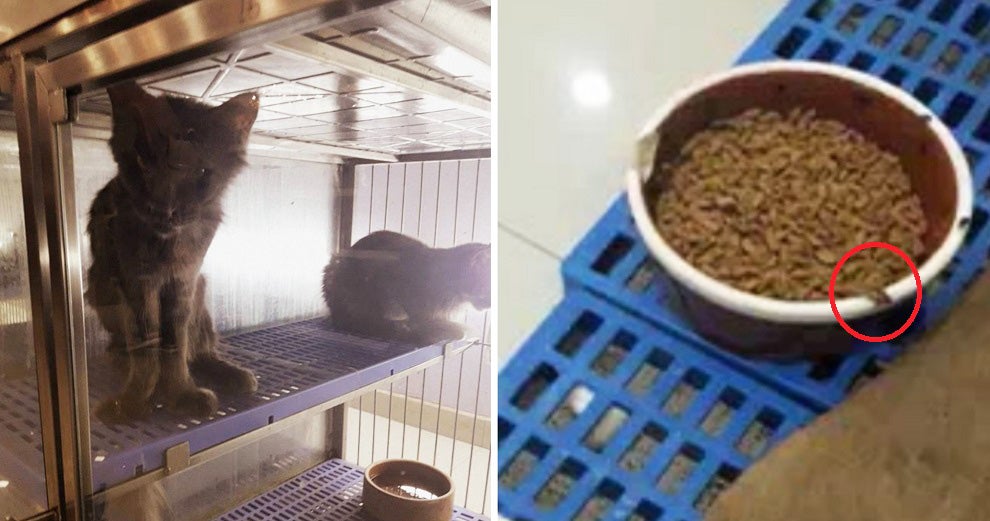 Veterinary Officers Raid Pet Shop After Photos Of Cats Given Cockroach-Infested Food Go Viral - WORLD OF BUZZ