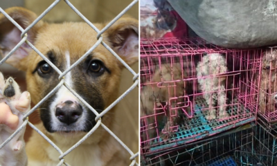Dogs At These Puppy Mills Are Forced To Live In Tiny Cages And Mate All Day &Amp; Night - World Of Buzz