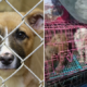 Dogs At These Puppy Mills Are Forced To Live In Tiny Cages And Mate All Day &Amp; Night - World Of Buzz