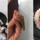 M'Sian Girl Catches Three Lizards Using Bare Hands In Seafood Porridge - World Of Buzz 5