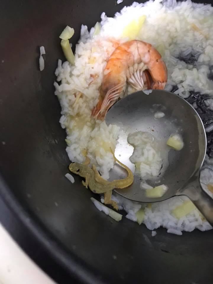 M'sian Girl Catches Three Lizards Using Bare Hands In Seafood Porridge - World Of Buzz