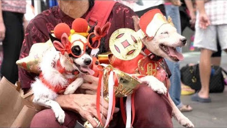 M'sians Should Respect The Use of Animal Symbols During CNY, Jakim Says - WORLD OF BUZZ 3