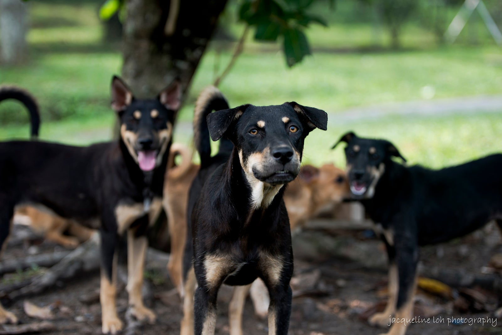 Over 30 Dogs Raised by an Old Man Poisoned to Death by Cruel People in Penang - WORLD OF BUZZ 1