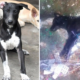 Over 30 Dogs Raised By An Old Man Poisoned To Death By Cruel People In Penang - World Of Buzz 2