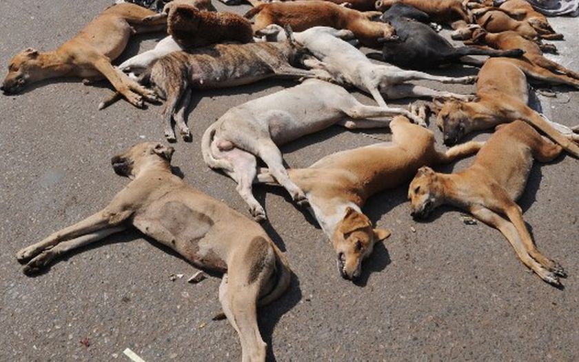 Over 30 Dogs Raised by an Old Man Poisoned to Death by Cruel People in Penang - WORLD OF BUZZ