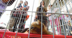 The Selangor Government Can Cover The Costs Of Neutering Your Pet, Here's How - WORLD OF BUZZ 2